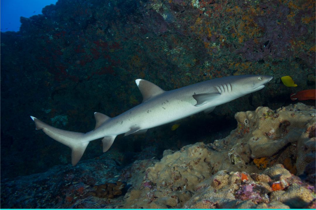 reef whitetip shark